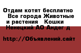 Отдам котят бесплатно  - Все города Животные и растения » Кошки   . Ненецкий АО,Андег д.